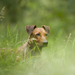 Animals photography - AWT-Fotografie